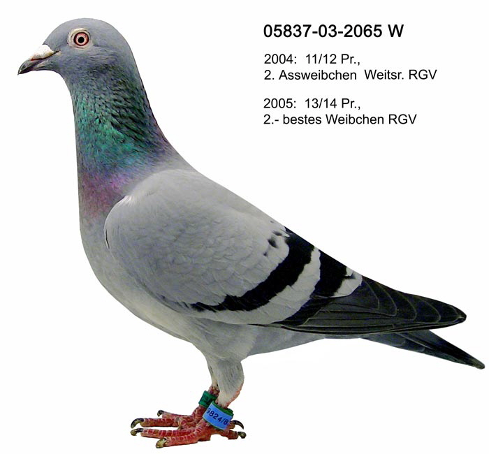 05837-03-2065W