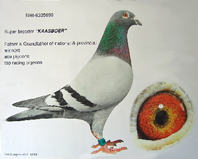 Kaasboer2 Kaasboer2