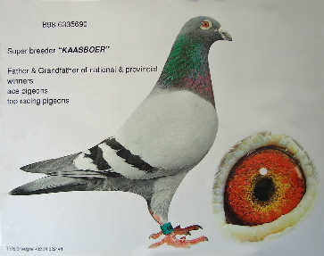 Kaasboer2 Kaasboer2