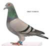 pikto05837-15-858-W